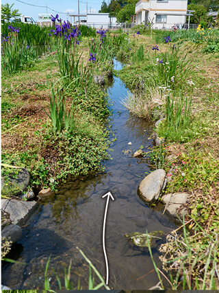 通称「春の小川」。重機で掘って土水路をつくった。あえて蛇行させることで緩やかな流れを生み出し、護岸に石を並べて生きものたちの休憩場所を確保した
