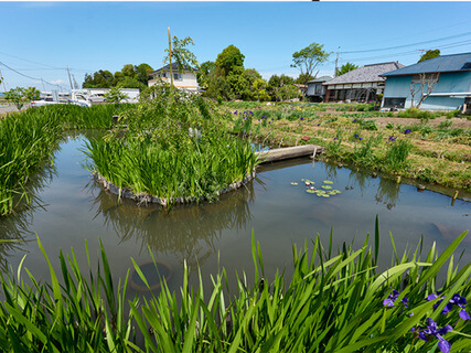水辺に自生するショウブや中島の周囲に沈めた土管が魚の隠れ家や産卵場所になる
