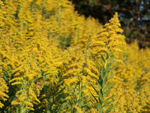 セイタカアワダチソウ（秋の姿）
写真=編集部