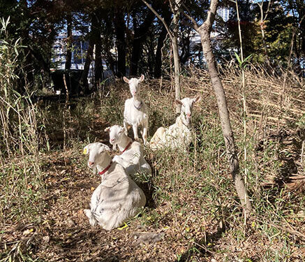 横浜国大キャンパスには江戸時代から続く里山の植生が残る。里山の生物多様性を維持するには常緑樹や常緑低木、ササ、クズなどを抑制して植生遷移を止める必要があることから、冬にヤギを放牧することで常緑植物を効率的に除去する実験を行なってきた写真=飯田朱音
