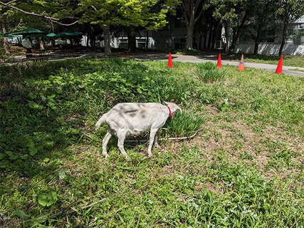 春、ススキを食べさせているところ（2023年4月5日）
