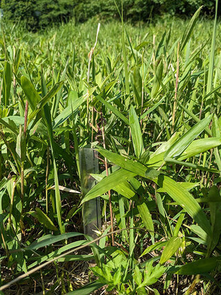 高さ20cm程度にそろったセイタカアワダチソウやササの食痕（2023年5月18日）
