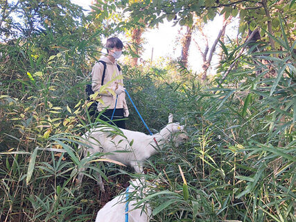 アズマネザサをつまみ食いさせる
