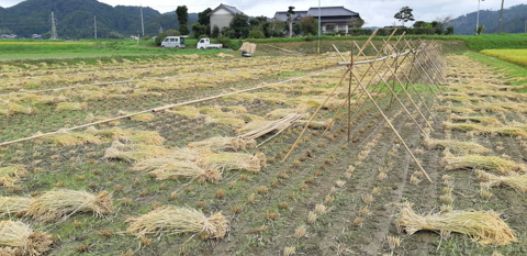 島の中央にできる3条分のスペースを利用して、はざ掛け用の竿と脚を組み立てる