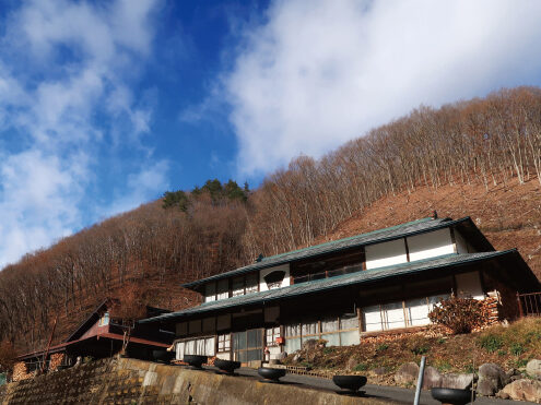 裏山のコナラ。上に残した木の実生などで天然更新させる