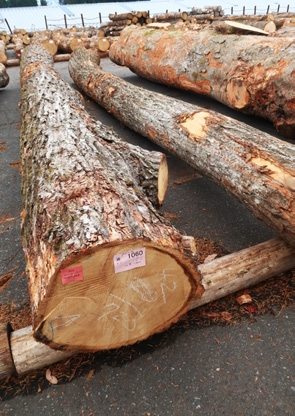 出品したクリ。径級 42cmで長さ7.2m、材積1.362m3。 22万5956円の値がついた