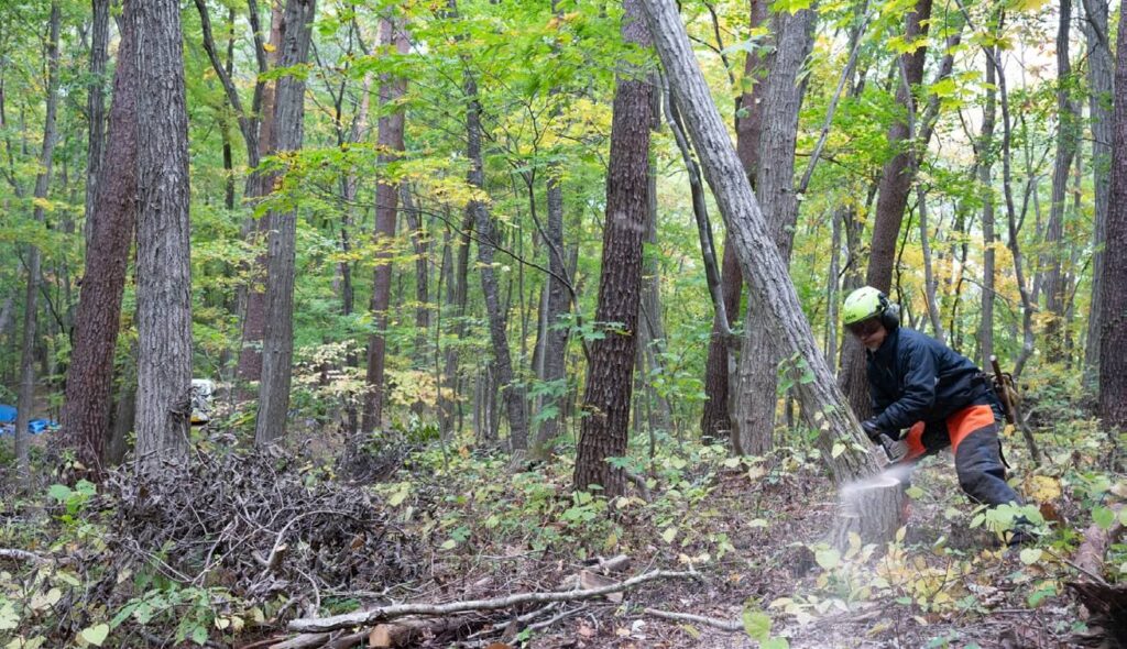 炭木用のコナラを伐採