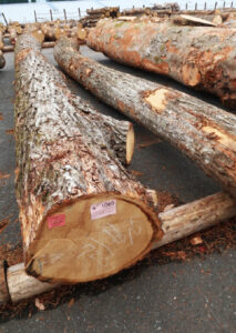 出品したクリ。径級 42cmで長さ7.2m、材積1.362m3。 22万5956円の値がついた