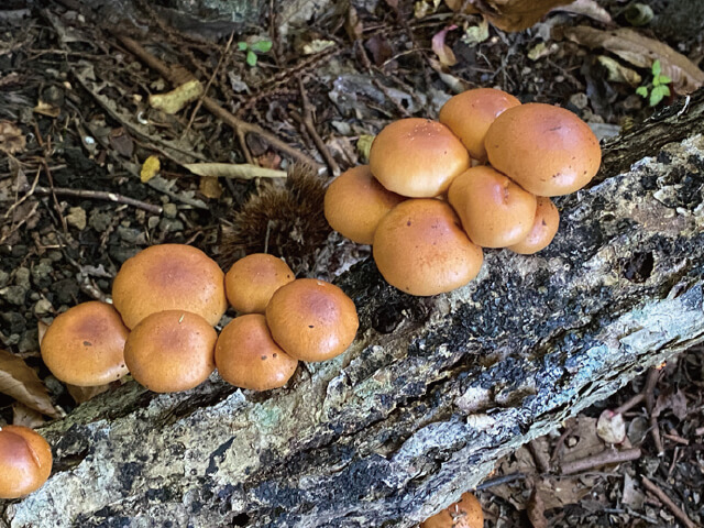 粘り気の強いナメコもとれた