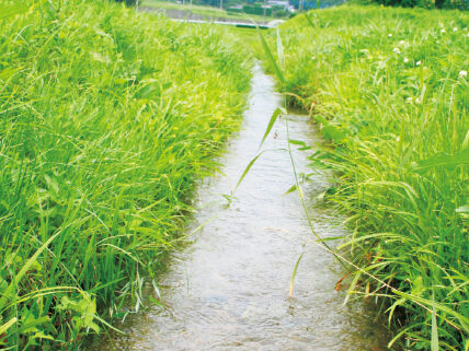 田んぼにつながる素掘り水路は、イネだけでなく多くの生きものも育む