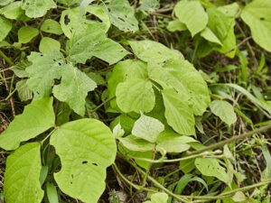 クズ写真=曽田英介