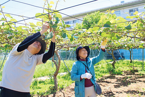 講座でキウイフルーツの摘果を学んだ